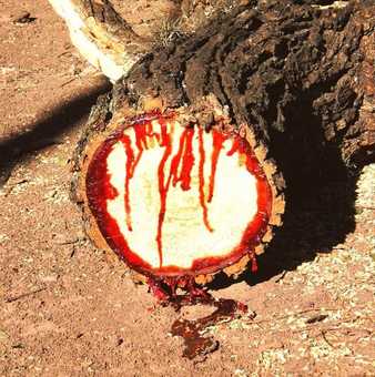 bloodwood desert autotrophs tree sandy great amusingplanet